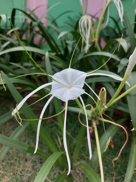 Enfoque Selectivo Araña Playa Lirio Qymenocallis Speciosa —  Fotos de Stock