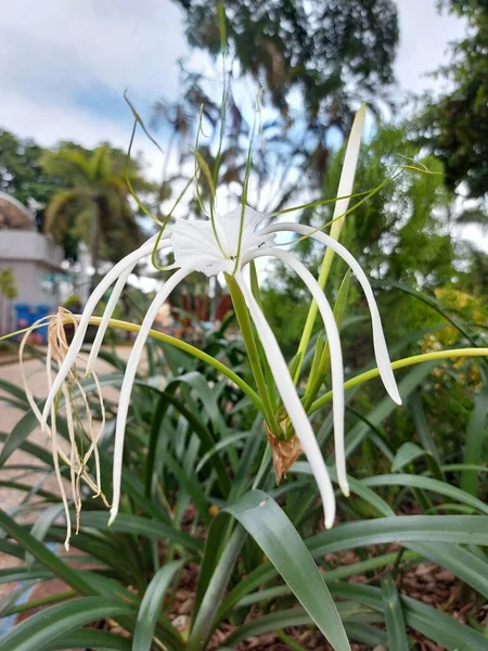 Foco Seletivo Lírio Aranha Praia Qymenocallis Speciosa — Fotografia de Stock