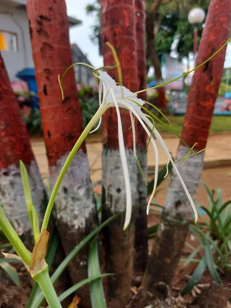 Selektywne Skupienie Lilii Pająka Plażowego Lub Qymenocallis Speciosa — Zdjęcie stockowe