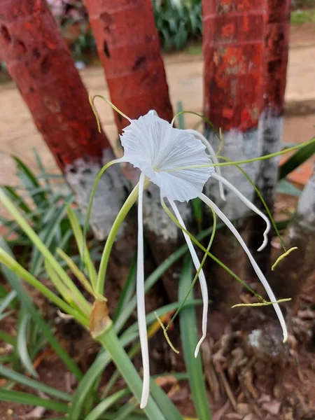 Селективный Фокус Пляжной Паутинной Лилии Qymenocallis Speciosa — стоковое фото