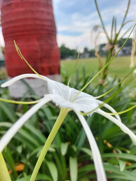 Selektywne Skupienie Lilii Pająka Plażowego Lub Qymenocallis Speciosa — Zdjęcie stockowe