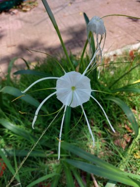Plaj zambağı veya qymenocallis speciosa 'sının seçici odak noktası