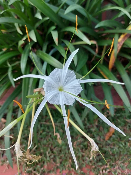 Selektivní Zaměření Lilie Nebo Qymenocallis Speciosa — Stock fotografie