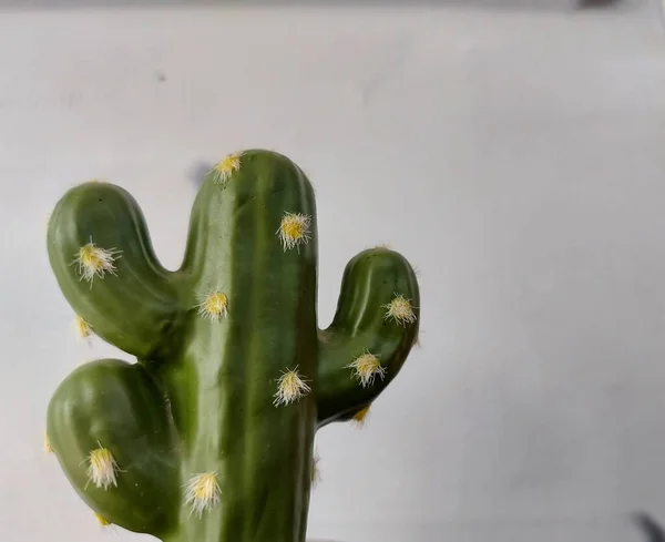 Konstgjord Kaktusväxt Kruka Estetisk Och Minimalistisk Fotografering — Stockfoto