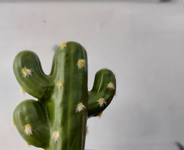 Cactus Artificial Planta Maceta Fotografía Estética Minimalista —  Fotos de Stock