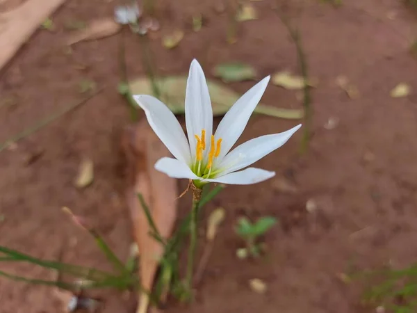 Flor Zephyranthes Candida Otoño Zephyrlily Viento Blanco Lirio Lluvia Blanca —  Fotos de Stock