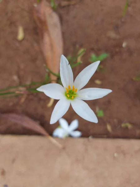 Květina Zephyranthes Candida Nebo Podzim Zephyrlily Nebo Bílá Větrokvětina Nebo — Stock fotografie