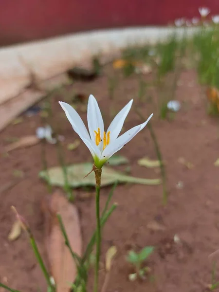 Flor Zephyranthes Candida Outono Zephyrlily Branco Windflower Branco Lírio Chuva — Fotografia de Stock