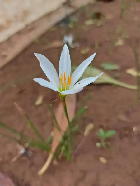 Flor Zephyranthes Candida Outono Zephyrlily Branco Windflower Branco Lírio Chuva — Fotografia de Stock