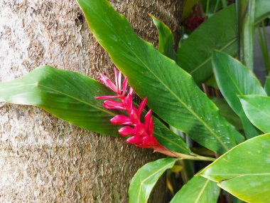 Lengkuas merah veya Red ginger veya Alpinia purpurata veya devekuşu tüyü veya pembe koni zencefili. 