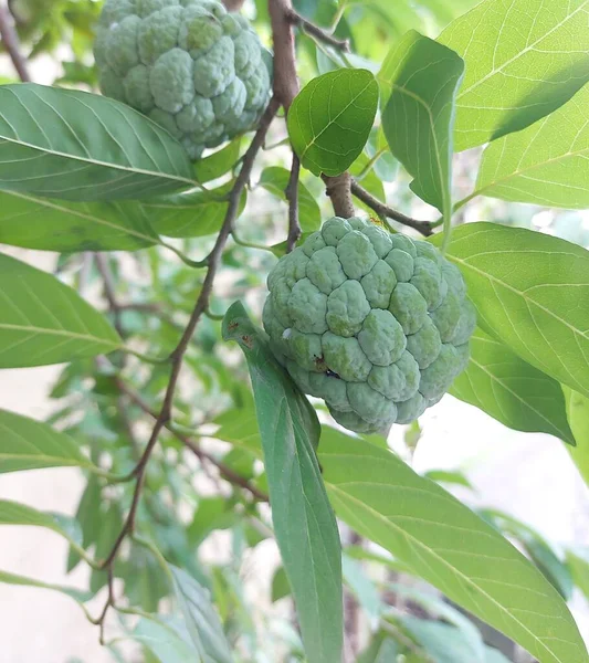 Foco Seletivo Buah Sarikaya Creme Maçã Balanagar Sharifa Frutas Shareefa — Fotografia de Stock