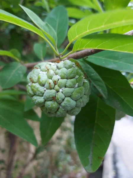 Foco Seletivo Buah Sarikaya Creme Maçã Balanagar Sharifa Frutas Shareefa — Fotografia de Stock