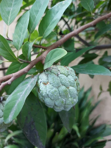 Foco Seletivo Buah Sarikaya Creme Maçã Balanagar Sharifa Frutas Shareefa — Fotografia de Stock