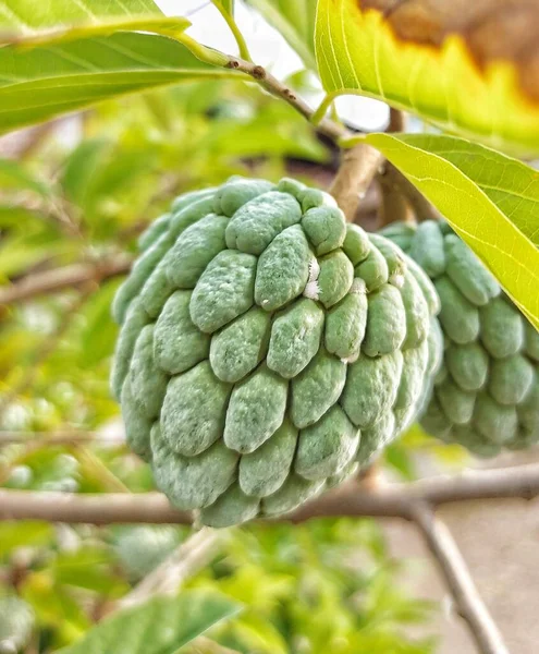 Foco Seletivo Buah Sarikaya Creme Maçã Balanagar Sharifa Frutas Shareefa — Fotografia de Stock