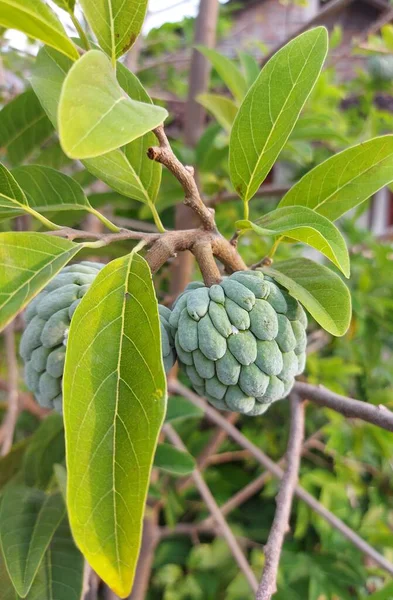 Selektiver Fokus Von Buah Sarikaya Oder Puddingapfel Balanagar Oder Sharifa — Stockfoto