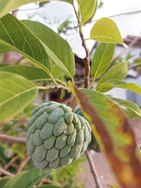 Foco Seletivo Buah Sarikaya Creme Maçã Balanagar Sharifa Frutas Shareefa — Fotografia de Stock