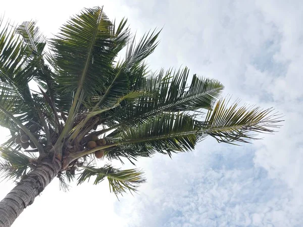 Pohon Kelapa Cocotero Contra Cielo Hermoso Paisaje Vibraciones Verano Fondo — Foto de Stock