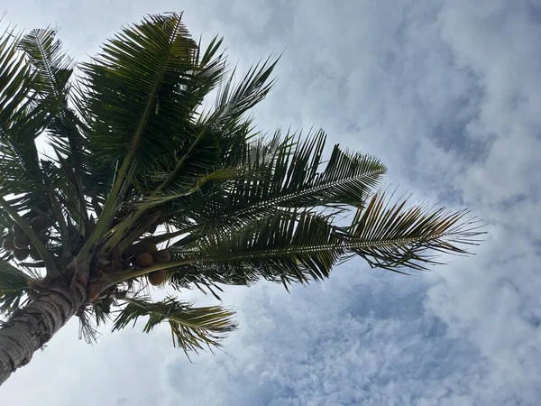 Pohon Kelapa Cocotero Contra Cielo Hermoso Paisaje Vibraciones Verano Fondo — Foto de Stock