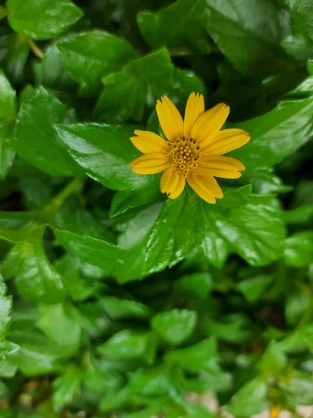 Flor Wedelia Chinensis Sphagneticola Trilobata Olho Boi Rastejante Baía Biscaia — Fotografia de Stock