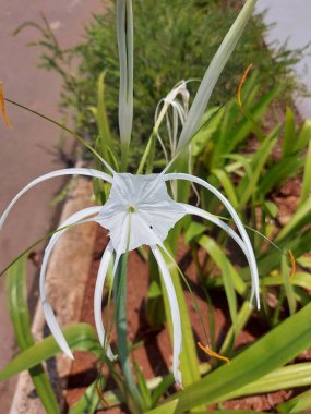 Plaj zambağı, hymenocallis speciosa ya da bakung lele 'nin seçmeli odağı. Beyaz çiçek.