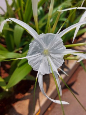 Plaj zambağı, hymenocallis speciosa ya da bakung lele 'nin seçmeli odağı. Beyaz çiçek.