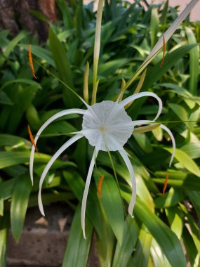 Plaj zambağı, hymenocallis speciosa ya da bakung lele 'nin seçmeli odağı. Beyaz çiçek.