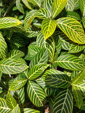 Sanchezia 'nın süs bitkisi ya da aplehandra zebra bitkisi. Arkaplan olarak kullanılabilir..