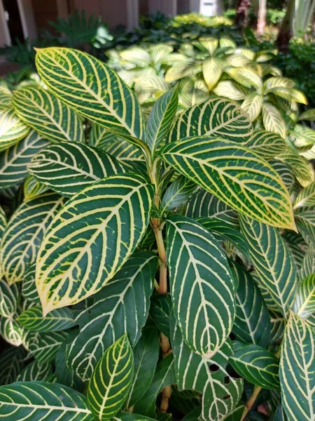 Planta Ornamental Sanchezia Cebra Aplehandra Puede Utilizar Para Fondo — Foto de Stock