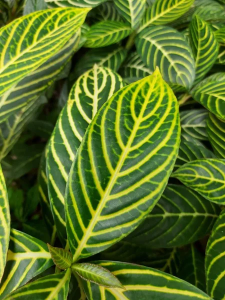 Sierplant Van Sanchezia Aplehandra Zebra Plant Het Kan Gebruikt Worden — Stockfoto