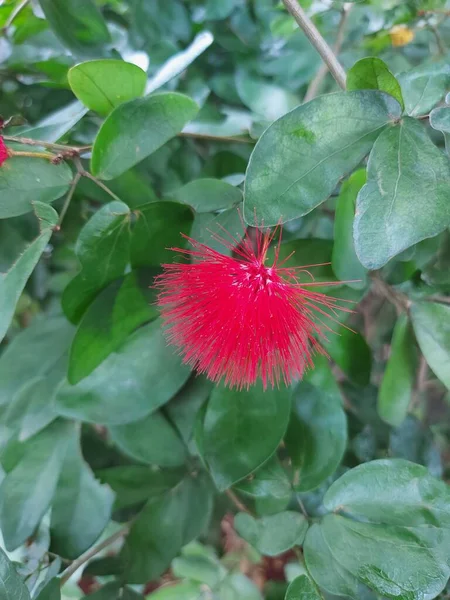 Calliandra Haematocephala Calliandra Tergemina Calliandra Uma Espécie Angiospérmica Família Fabaceae — Fotografia de Stock