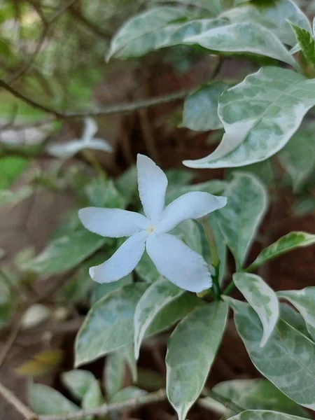 Цветок Разноцветного Жасмина Tabernaemontana Divaricata Silver Ice Variegated Great Rosebay — стоковое фото