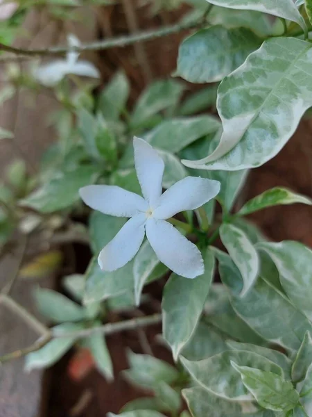 Krep Yasemin Çiçeği Tabernaemontana Divaricata Silver Ice Veya Variegated Great — Stok fotoğraf