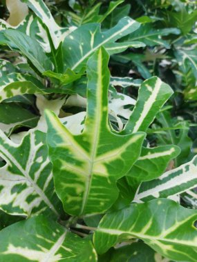 Croton codiaeum bitkisi veya çiçek altın puding veya codiaeum variegatum pictum veya tanaman hias puring terang bulan veya hindi ayağı