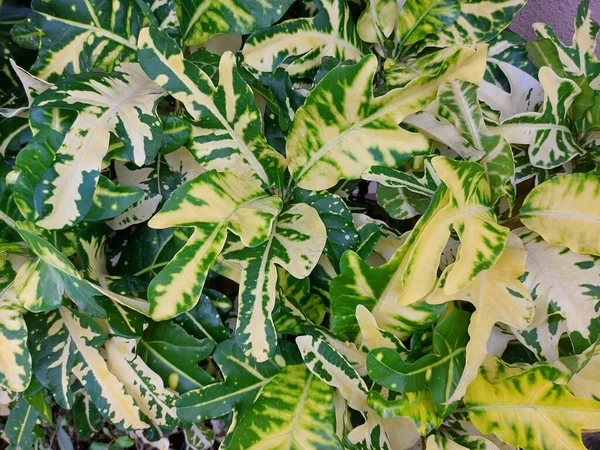 Planten Van Croton Codiaeum Bloem Goud Puding Codiaeum Variegatum Pictum — Stockfoto