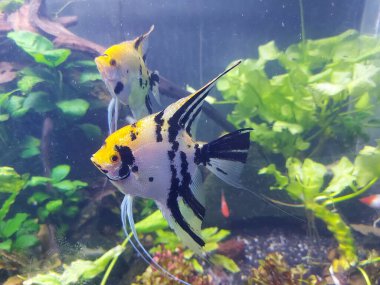 Ikan bidadari, Pterophyllum scalare ya da melek balığı ya da tatlı su melek balığı bulanıklığı. Pterofillumun esaret altında tutulan en yaygın türüdür..