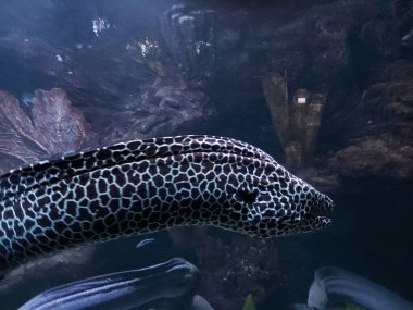 Odaklanamayan moray (ayrıca leopar moray, tessellate moray ya da bal peteği moray olarak da bilinir), Muraenidae familyasından bir balık türü..