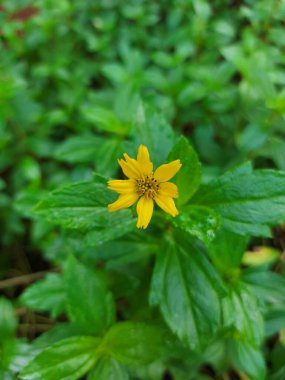 Wedelia çingenesi ya da Sphagneticola trilobata ya da Biscayne Körfezi sürünen öküzü ya da Singapur papatyası ya da sürünen öküzün gözü ya da papatya ya da wedelia