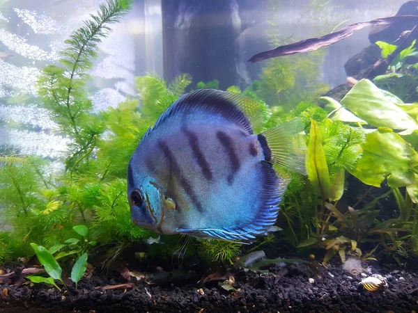 선택적 페리오 Symphysodon Aequifasciatus Blue Discus Brown Discus 푸스아흐 Prus — 스톡 사진