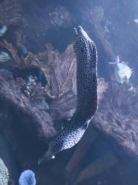 Odaklanamayan Moray Ayrıca Leopar Moray Tessellate Moray Bal Peteği Moray — Stok fotoğraf