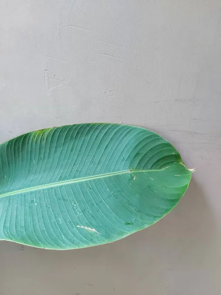 Зеленый Банановый Лист Изолированный Фон — стоковое фото