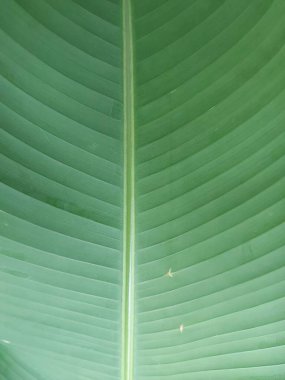 kapalı yeşil muz yaprağı dokusu 