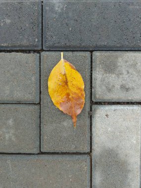 Sarı çiçekler kaldırım taşına düşer. izole arkaplan.