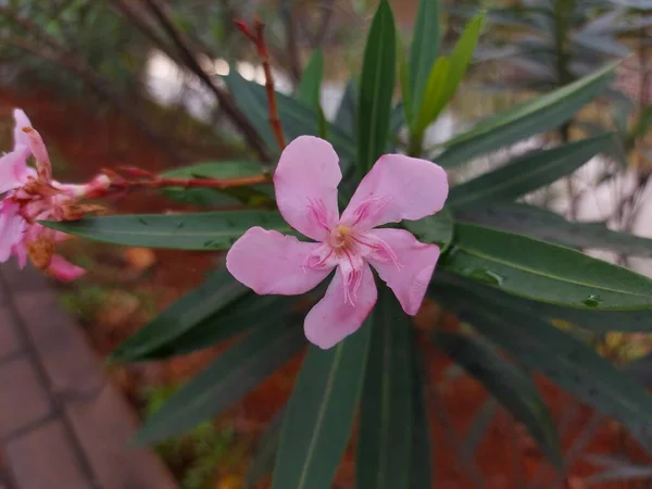 Oleandro Nerium Arbusto Apoisonoso Comumente Usado Jardins Flor Rosa — Fotografia de Stock