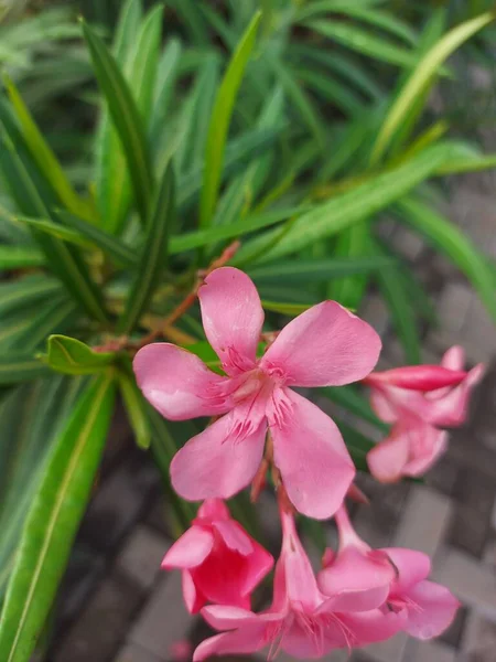 Нерий Олеандр Апеоидное Растение Широко Используется Садах Розовый Цветок — стоковое фото