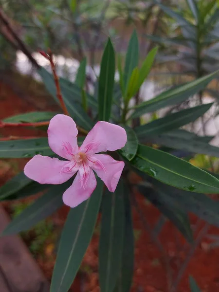 Nerium Oleander Apoisonous Cserje Gyakran Használják Kertekben Rózsaszín Virág — Stock Fotó