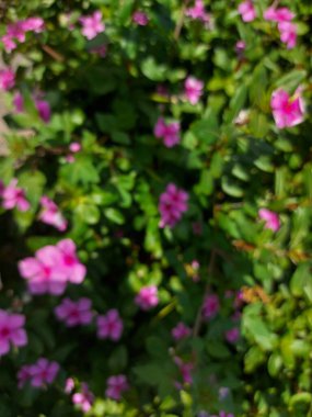 Catharanthus gülü çiçeği. Parlak gözler olarak bilinir, Pelerin menekşe, mezarlık bitkisi, Madagaskar menekşesi, yaşlı kız kurusu, pembe menekşe, gül menekşesi.