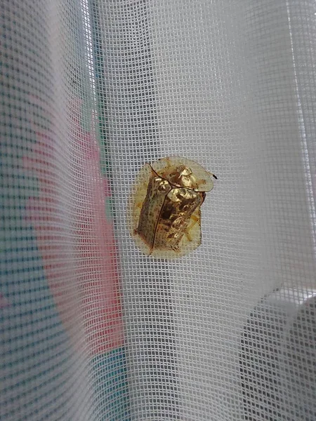 Charidotella Apidimorpha Altın Kaplumbağa Böcek Cassidini Cassidinae Den Dolayı Kapalı — Stok fotoğraf