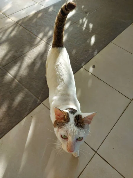 Gatti Egei Razza Selvatica Naturale Gatto Domestico Proveniente Dalle Isole — Foto Stock