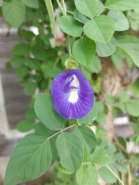 Ázsiai Galambszárnyak Vagy Kembang Telang Vagy Aparajita Virág Vagy Kék — Stock Fotó