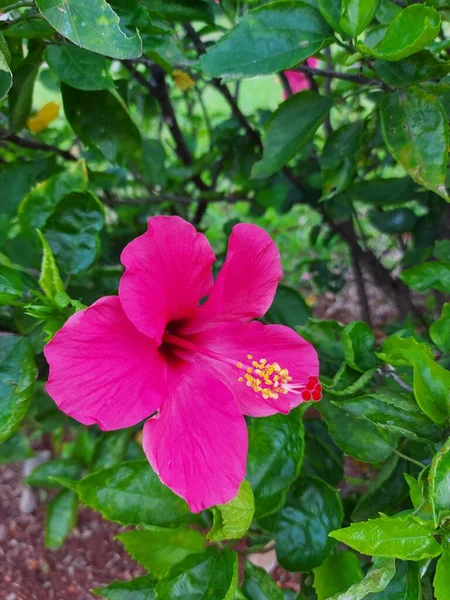 Rózsaszín Virág Név Bunga Sepatu Vagy Hibiscus Rosa Sinensis Vagy — Stock Fotó